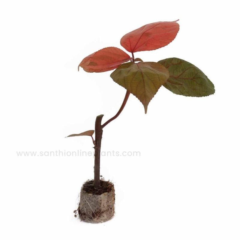Akalipha plant