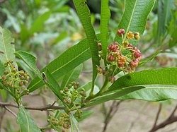 Dodonaea