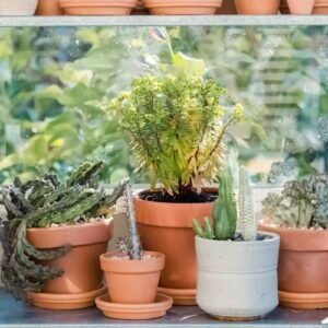 Euphorbia plant