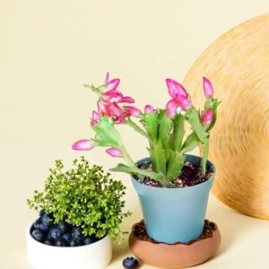 Folkaria cactus plant
