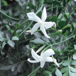 French jasmine plant
