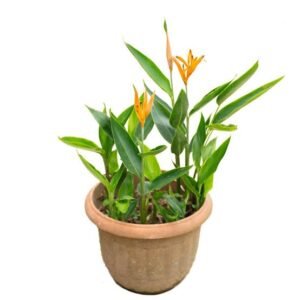 Hellish Dwarf plant