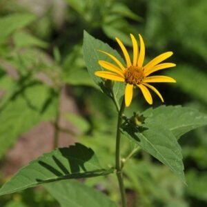 Hellish Shamasi plant