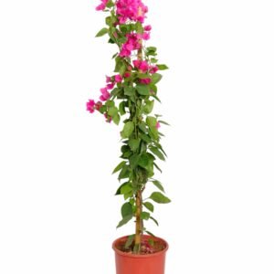 Hellish circular plant
