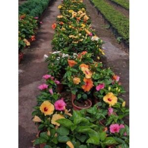 Hibiscus plant