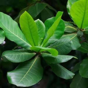 Indian almonds - Madras fork