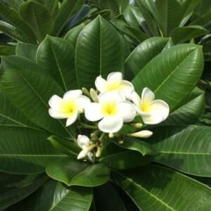 Indian sedition plant