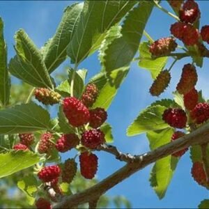 Iranian berries