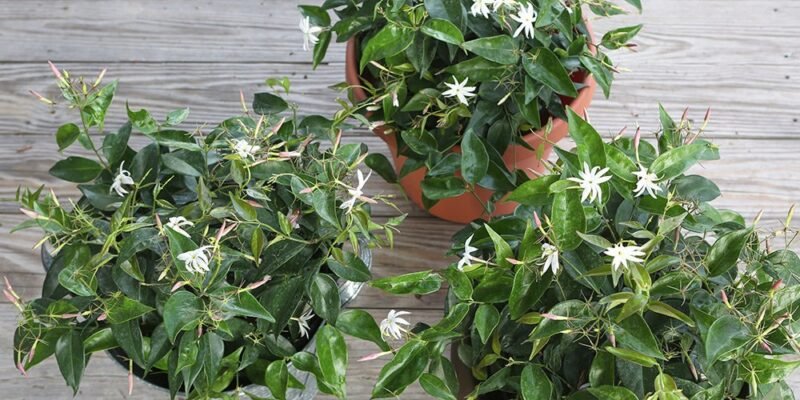 Jasmine plant