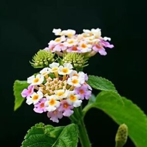 Lantana Camara plant