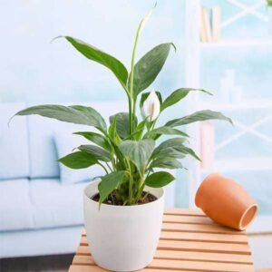 Lily Plant