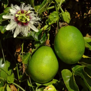 Passion Fruit