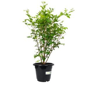 Talh al-Fitnah plant