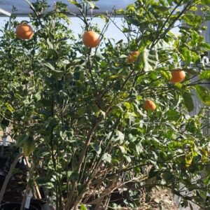 Tangerine tree