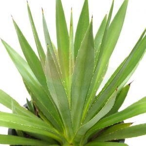 Volucaria cactus