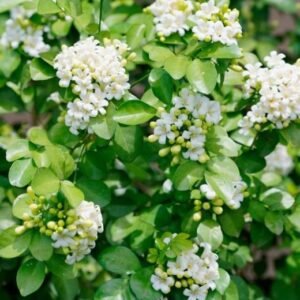 Yasmine Moraya plant