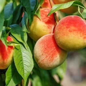 peach tree