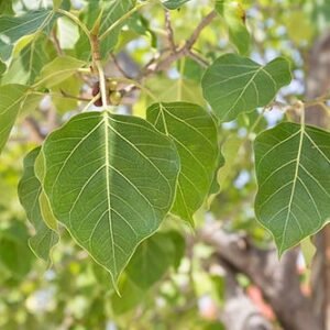 Sparrow tongue tree