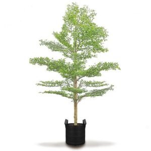 Terminalia Mentali