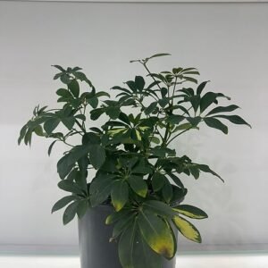 Shovelera