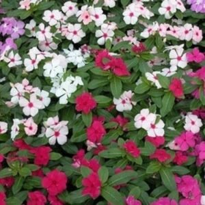 Vinca flowers