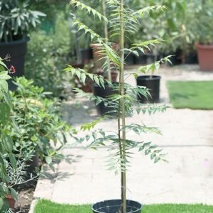 Neem tree