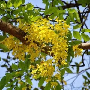 Acacia fistula
