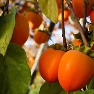 persimmon tree