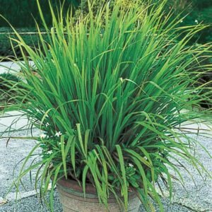 lemon grass plant