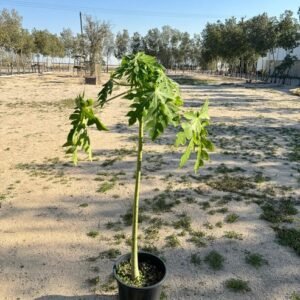 papaya