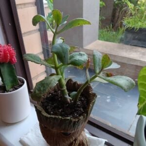 whip plant