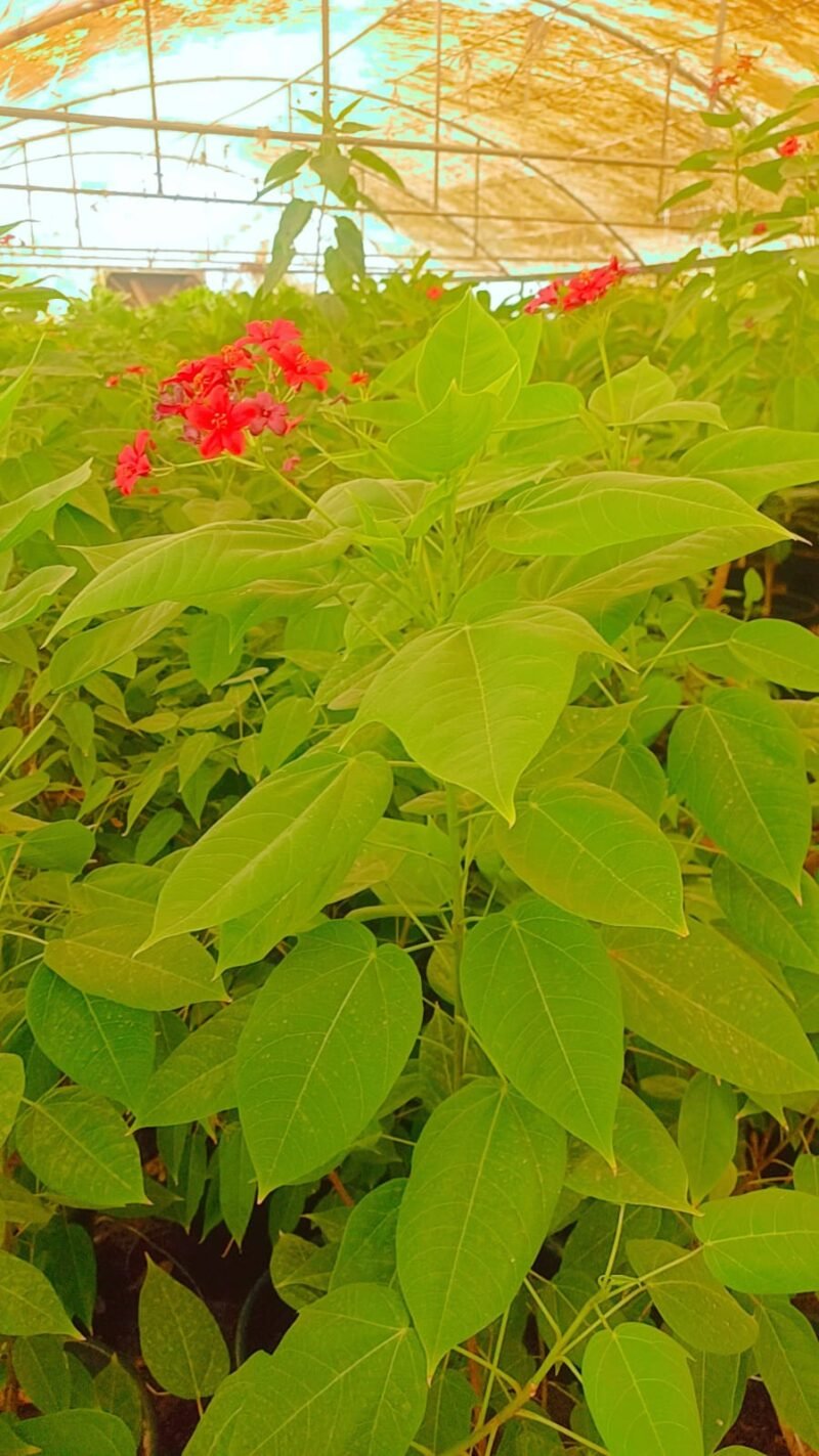 zruba