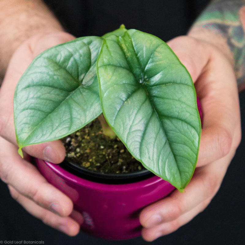 Bisam plants