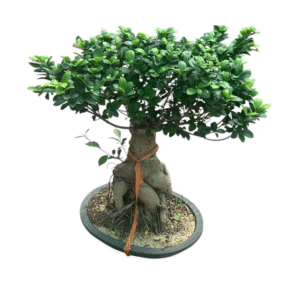 Bonsai plant 8000 gram)