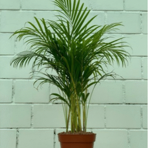 Areca