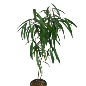 ficus