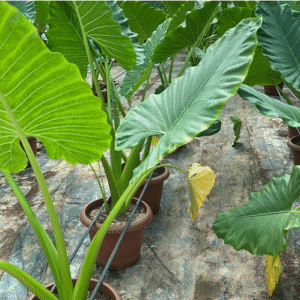 Alocasia