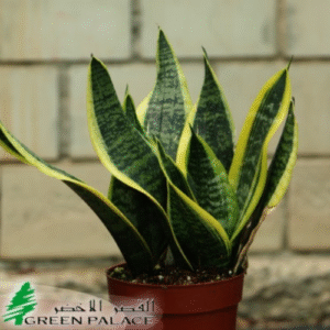 Sensevieria Plant