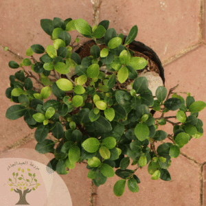 Bonsai plant