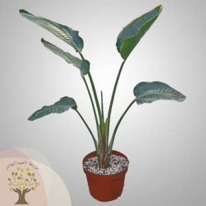 Bird of Paradise plant