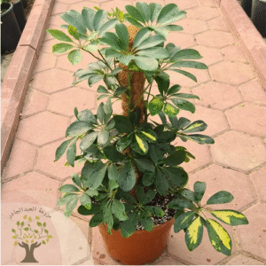 Schefflera