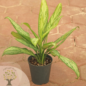 Aglaonema