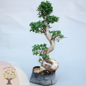 Bonsai plant (60 CM)