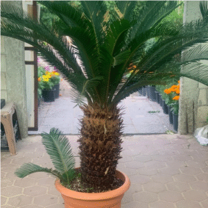 Cycus palm