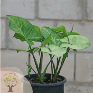 Syngonium