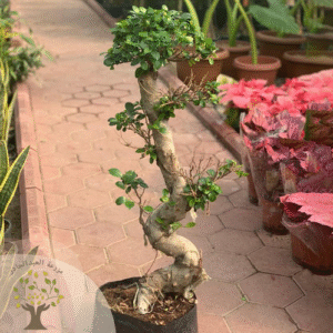 Bonsai plant (90 CM)
