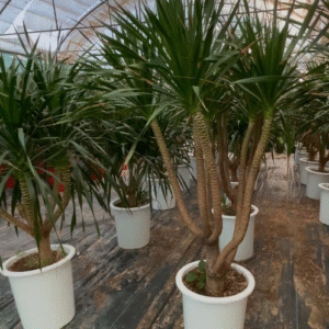 Dracaena Draco