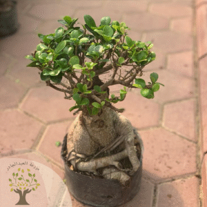 Bonsai plant (1500 gram)