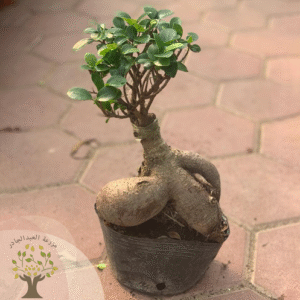 Bonsai plant (1000 gram)